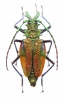 Psalidognathus sp., female  Peru 53(60) mm - INSECTS-STORE.RU