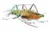 Psalidognathus sp., female  Peru 53(60) mm - INSECTS-STORE.RU