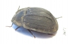 Tenebrionidae sp.  Australia - INSECTS-STORE.RU