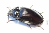 Tenebrionidae sp.  Australia - INSECTS-STORE.RU