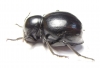 Tenebrionidae sp.  South Africa Rep. - INSECTS-STORE.RU