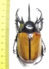 Eupatorus gracilicornis  Thailand  78mm - INSECTS-STORE.RU