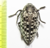 Julodis speculifer monstrosa  Iran, Busher prov. - INSECTS-STORE.RU