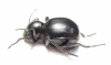 Tenebrionidae sp.  South Africa Rep. - INSECTS-STORE.RU