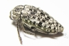 Julodis speculifer monstrosa  Iran, Busher prov. - INSECTS-STORE.RU