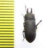 Cryphaeus sp.  India, Uttarakhand - INSECTS-STORE.RU