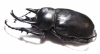 Megasoma actaeon  Peru  103mm  (9000���) - INSECTS-STORE.RU