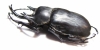 Megasoma actaeon  Peru  99mm  (8000���) - INSECTS-STORE.RU