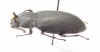 Toxicum sp.  Thailnad - INSECTS-STORE.RU