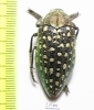 Julodis variolaris brendelli  Iran, Sistan prov. - INSECTS-STORE.RU