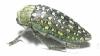 Julodis variolaris brendelli  Iran, Sistan prov. - INSECTS-STORE.RU