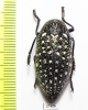Julodis euphratica euphratica  Oman - INSECTS-STORE.RU