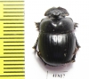 Catharsius sp.  Zambia - INSECTS-STORE.RU