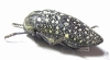Julodis euphratica euphratica  Oman - INSECTS-STORE.RU