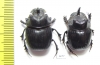 Copris sp., male  South Africa Rep. - INSECTS-STORE.RU