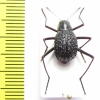 Tenebrionidae sp.  Namibia - INSECTS-STORE.RU
