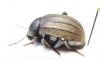 Tenebrionidae sp.  Mozambique - INSECTS-STORE.RU