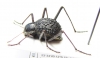 Tenebrionidae sp.  Namibia - INSECTS-STORE.RU