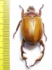 Paraheterosternus ludeckei  Mexico - INSECTS-STORE.RU