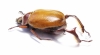 Paraheterosternus ludeckei  Mexico - INSECTS-STORE.RU