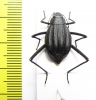 Onymacris paiva  South Africa Rep. - INSECTS-STORE.RU