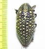 Julodis euphratica ssp.  Iran, Hormozgan prov. - INSECTS-STORE.RU