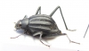 Onymacris paiva  South Africa Rep. - INSECTS-STORE.RU
