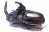 Trichogomphus simson  Indonesia, Sumatra 53mm - INSECTS-STORE.RU