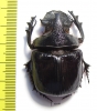 Heliocopris felschei  Tanzania 45mm - INSECTS-STORE.RU