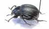 Gonopus sp.  Angola - INSECTS-STORE.RU