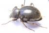 Tenebrionidae sp.  Namibia - INSECTS-STORE.RU