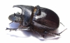 Heliocopris felschei  Tanzania 43mm - INSECTS-STORE.RU