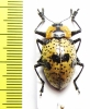 Erotylidae sp.  Mexico - INSECTS-STORE.RU