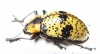 Erotylidae sp.  Mexico - INSECTS-STORE.RU