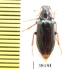 Melandrya rufipes  Russia, Far East - INSECTS-STORE.RU