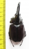 Augosoma centaurus  Cameroon 76mm - INSECTS-STORE.RU