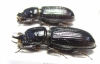 Passalidae, Ceracupes fronticornis, pair  Thailand - INSECTS-STORE.RU