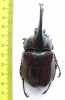 Augosoma centaurus  Cameroon 76mm - INSECTS-STORE.RU