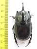 Trichogomphus simson  Indonesia, Sumatra 54mm - INSECTS-STORE.RU