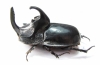 Trichogomphus simson  Indonesia, Sumatra 54mm - INSECTS-STORE.RU