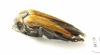 Ripiphoridae sp.  China, Yunnan prov. - INSECTS-STORE.RU