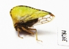 Membracidae sp.  Mexico - INSECTS-STORE.RU