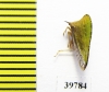 Membracidae sp.  Mexico - INSECTS-STORE.RU