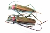 Aromia moschata malukhini, pair  Russia, Astrakhan reg. - INSECTS-STORE.RU