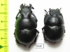 Lethrus kiritshenkoi, pair  Tajikistan - INSECTS-STORE.RU