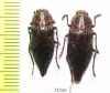 Dicerca alni, pair  Russia, Kaluga reg. - INSECTS-STORE.RU