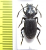 Omphra sp.  Nepal - INSECTS-STORE.RU