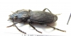 Omphra sp.  Nepal - INSECTS-STORE.RU