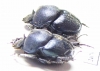 Phalops sp. Togo - INSECTS-STORE.RU