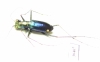 Cylindera lautissima  China, Sichuan prov. - INSECTS-STORE.RU
